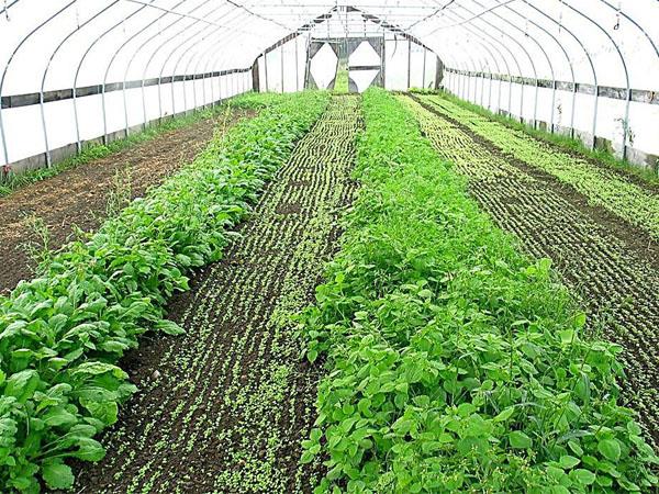 蔬菜温室大棚-种植大棚